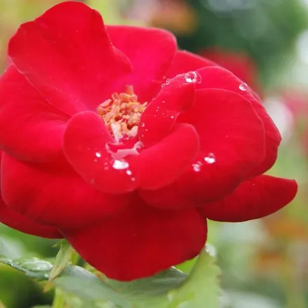 Charming House In With Mountain View 塞洛里库迪巴什图