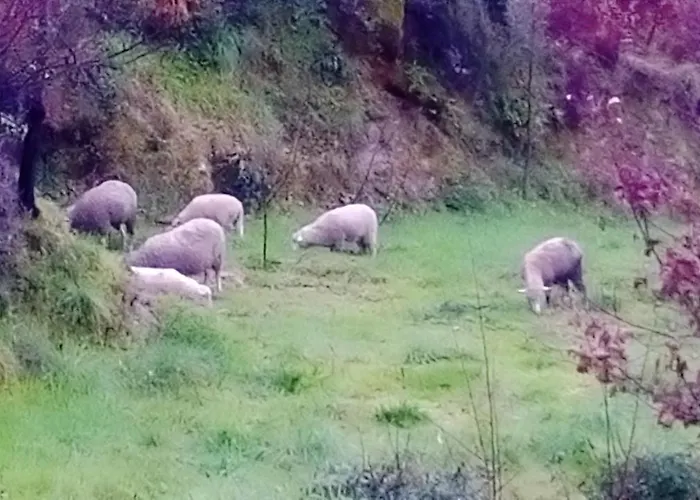 Charming House In With Mountain View * Celorico De Basto